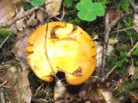 Goldgelber Lärchen-Röhrling